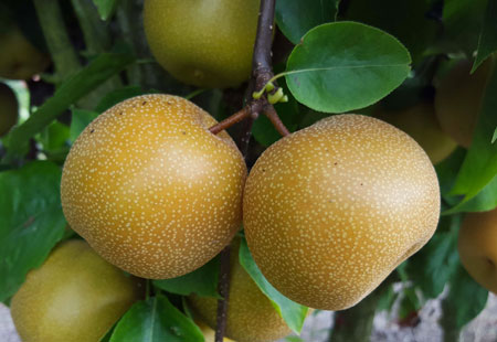 Le varietà più rare di mele a Eden della Frutta come la mela ninchi